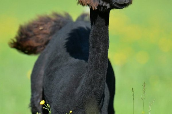 Кракен сайт kraken2