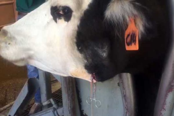 Кракен маркетплейс ссылка телеграмм